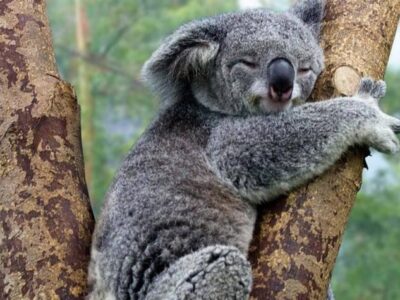 Tomada de ElTiempo.com