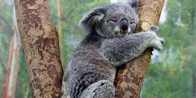 Tomada de ElTiempo.com