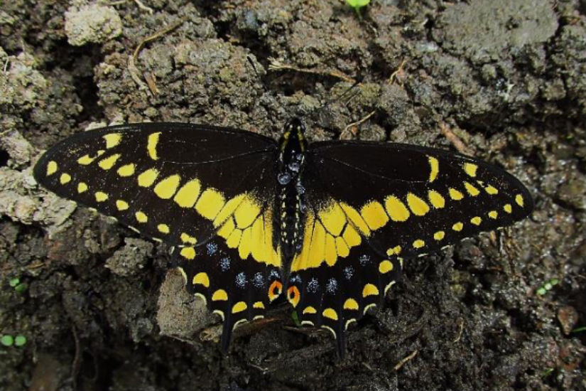 Colombia el país de las mariposas