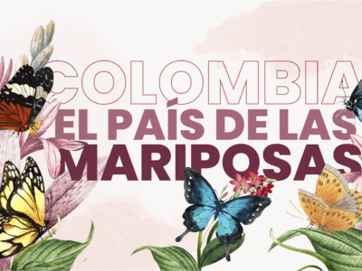 Colombia el país de las mariposas, está llena de colores gracias a la más grande diversidad de mariposas. Coloridas, juguetonas y delicadas vuelan en las selvas de la Orinoquía, la Sierra Nevada de Santa Marta, los cielos de Chocó y las montañas de la región andina, un total de 3.642 especies habitan nuestro país.