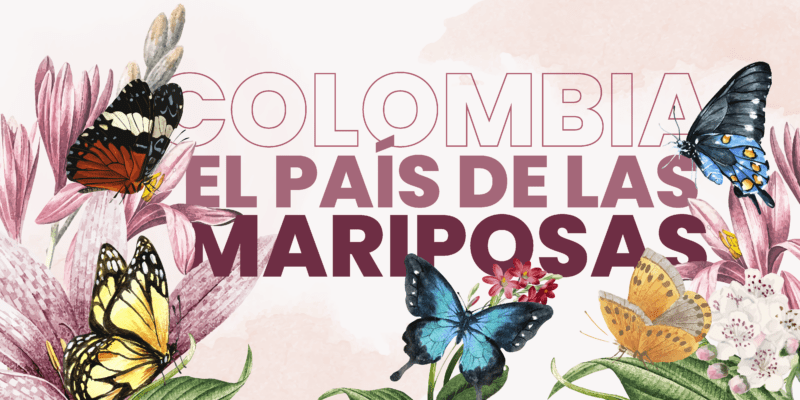 Colombia el país de las mariposas, está llena de colores gracias a la más grande diversidad de mariposas. Coloridas, juguetonas y delicadas vuelan en las selvas de la Orinoquía, la Sierra Nevada de Santa Marta, los cielos de Chocó y las montañas de la región andina, un total de 3.642 especies habitan nuestro país.