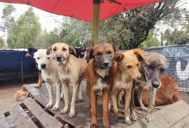 Fundaciones para abrir tu corazón en navidad